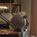 African Grey Parrot