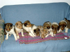Collie  Cachorros Excelente Pedigree