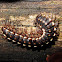 Millipede / Milpies