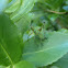 Scudder's Bush Katydid Nymph