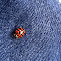 Ladybug