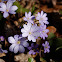 Liverwort