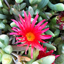 Red spike ice plant