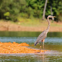 Juvenile Great Blue Heron
