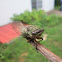 Cicada