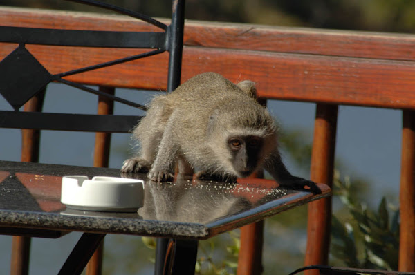 Vervet Monkey | Project Noah
