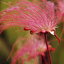 Prairie Smoke