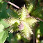Rough cocklebur