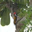 Black-rumped Flameback Woodpecker