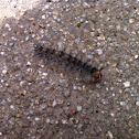 Unnamed spotting