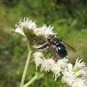 Fly