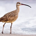 Whimbrel