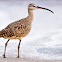 Whimbrel