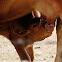 Calf