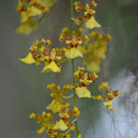 Oncidium