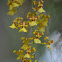 Oncidium