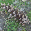 eastern white pine