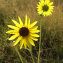 Black-eyed susans