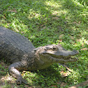 Spectacled Caiman