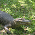 Spectacled Caiman