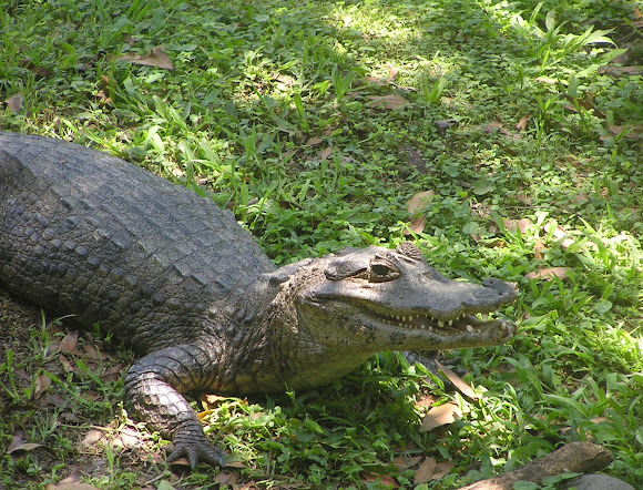 Spotting Image 1
