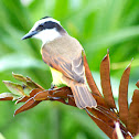 Great Kiskadee
