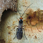 Braconid wasp