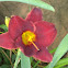 Daylily