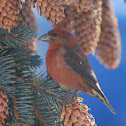 Red crossbill