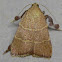 Posturing Arta Moth