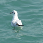 Seagull