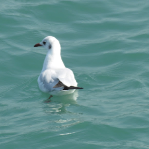 Spotting Image 1