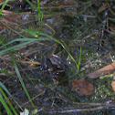 northern green frog