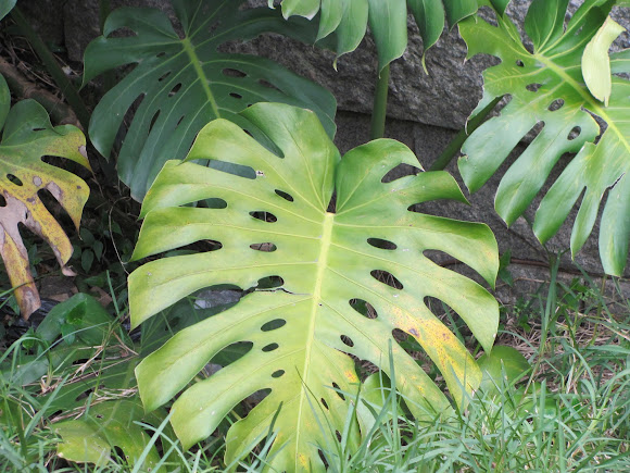 Spotting Image 1