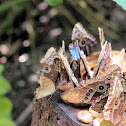 Hoard of Blue Morpho/Owl Butterfiles feeding