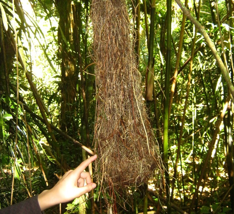 Bird Nest