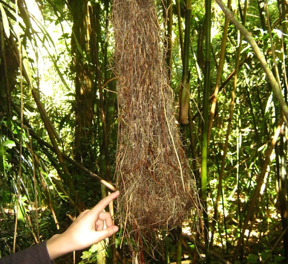 Spotting Image 1