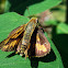 Skipper