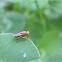 Fly