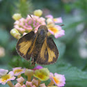 Skipper