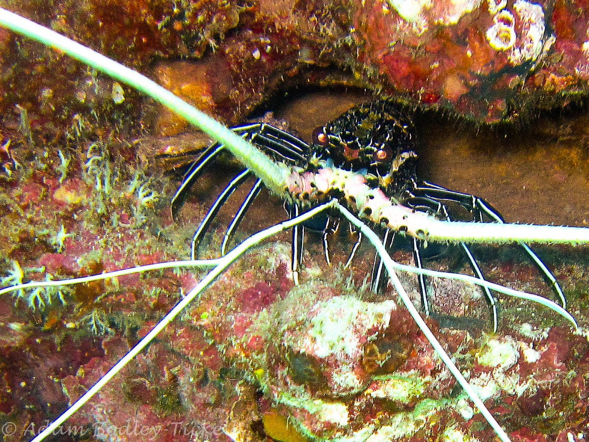 Painted spiny lobster