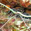Painted spiny lobster