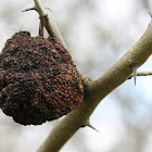 osage orange, hedge apple