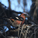 White-winged Crossbill