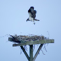 Osprey