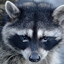 Common raccon