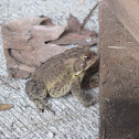 American Toad