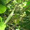 Praying Mantis