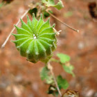 China Jute