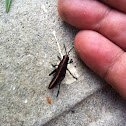 Eastern Lubber Grasshopper
